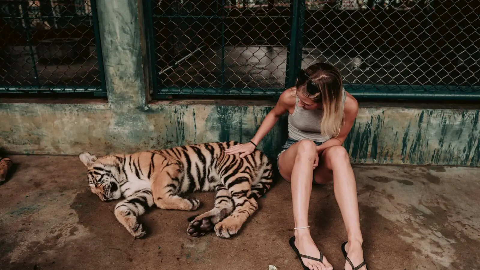 Why You Should Never Visit Tiger Kingdom in Phuket - WanderusLiving