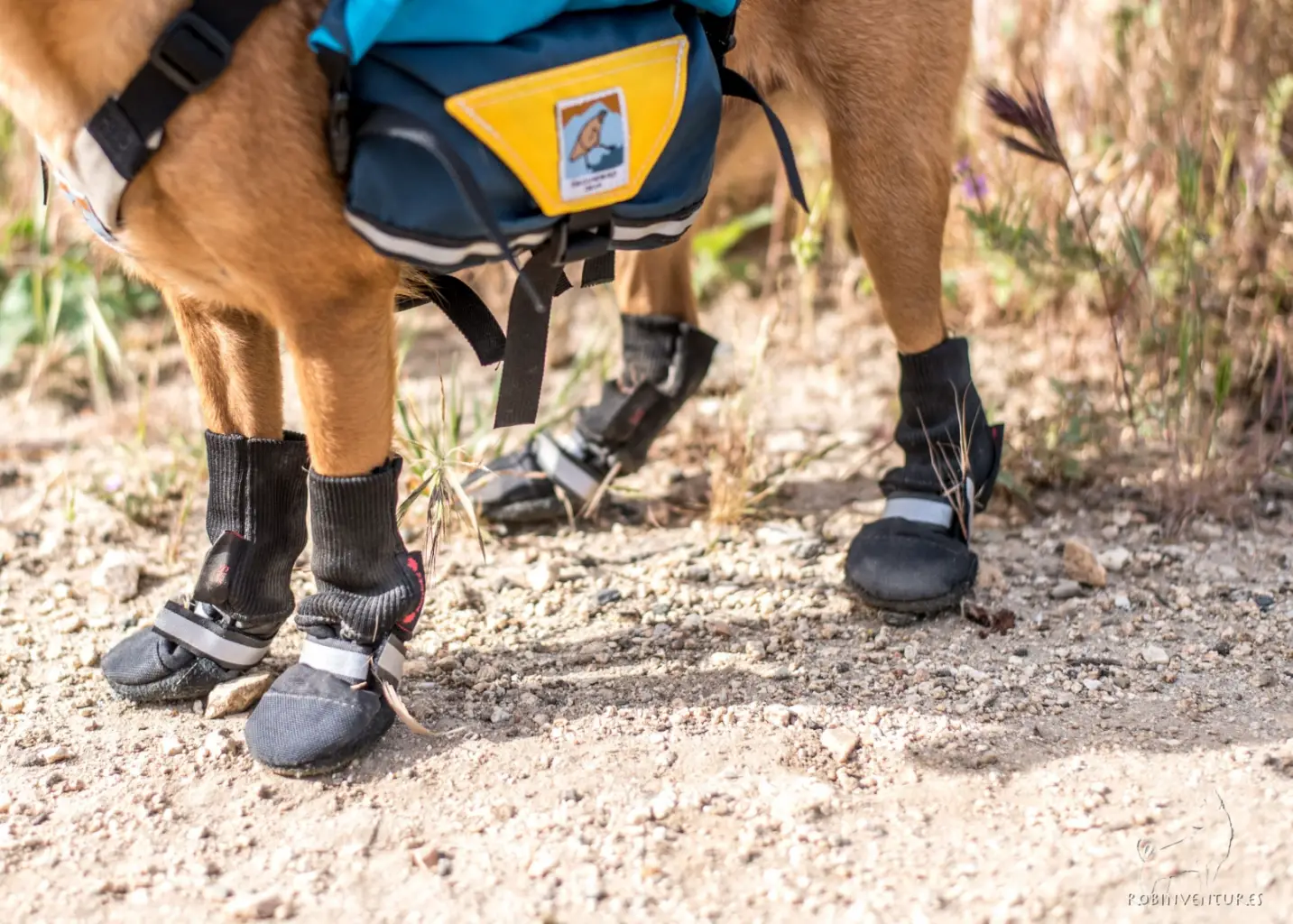 Gear for hiking with dogs