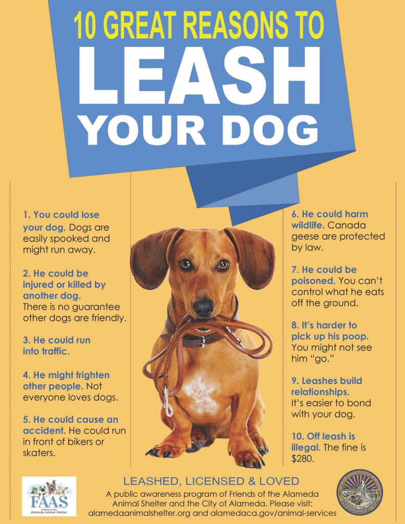 should you leash your dog on a hike