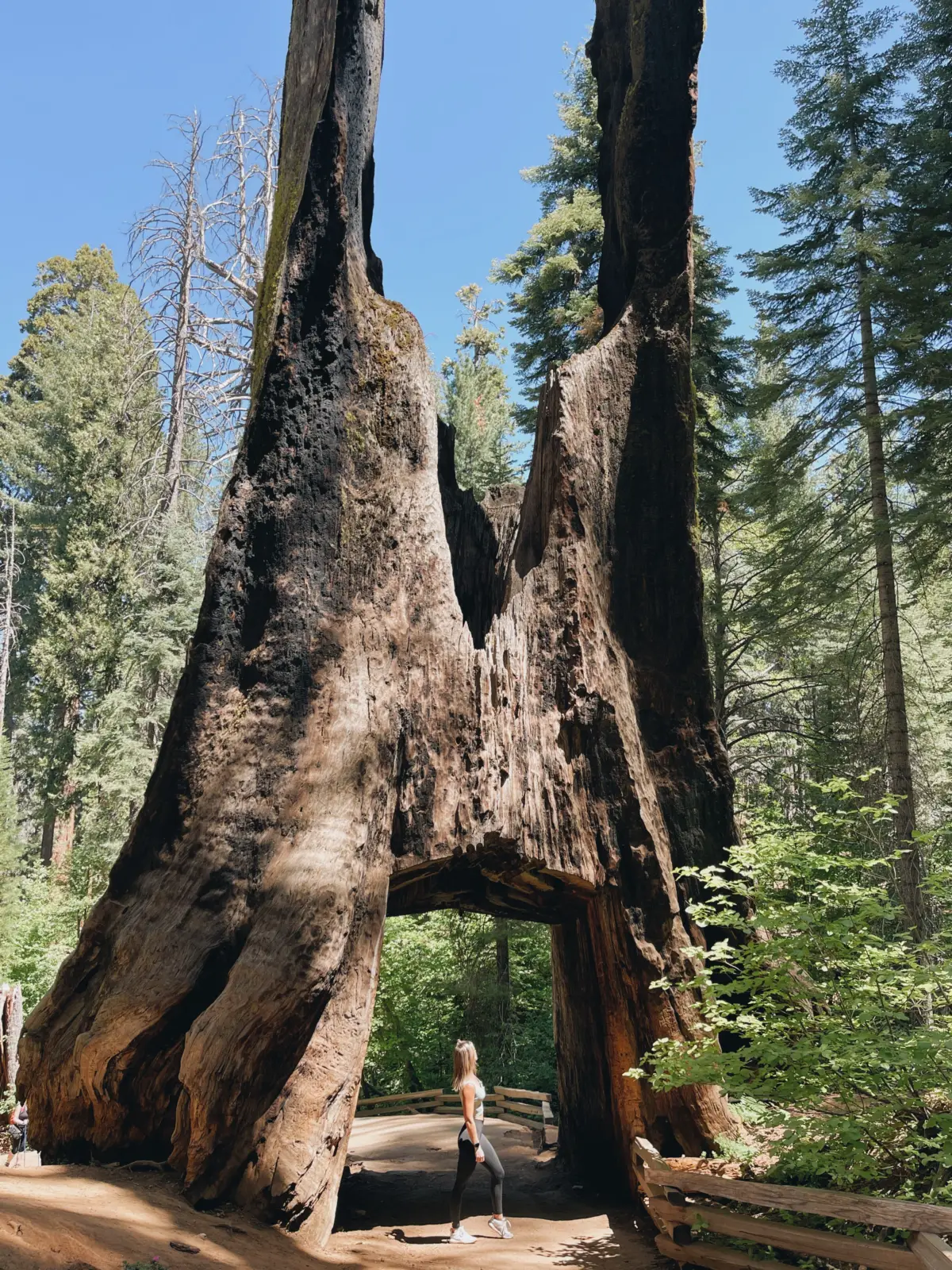Tuolumne Grove of Giant Sequoias